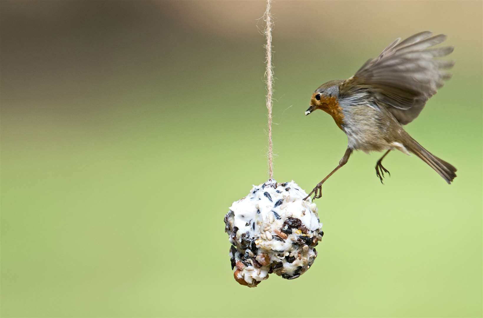 A Robin comes in for some dinner Picture: David Tiling/RSPB Images