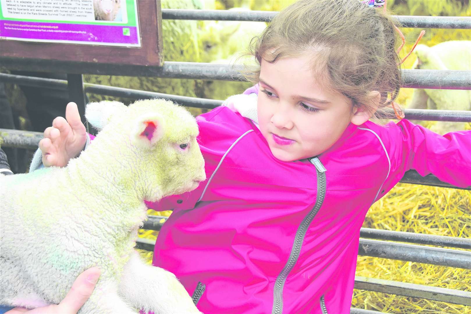 Grace Stone from Sittingbourne with her favourite lamb at the Rare Breeds Centre in Woodchurch. Picture: KM Charity Team