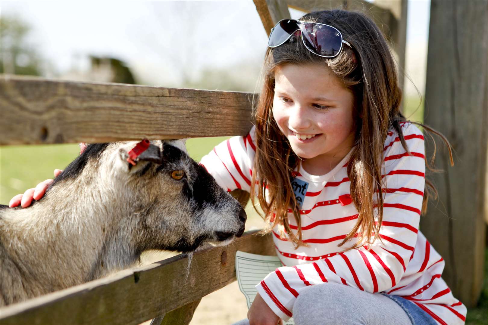 Kent Life has plenty of animals to see. Picture: Matthew Walker Photography