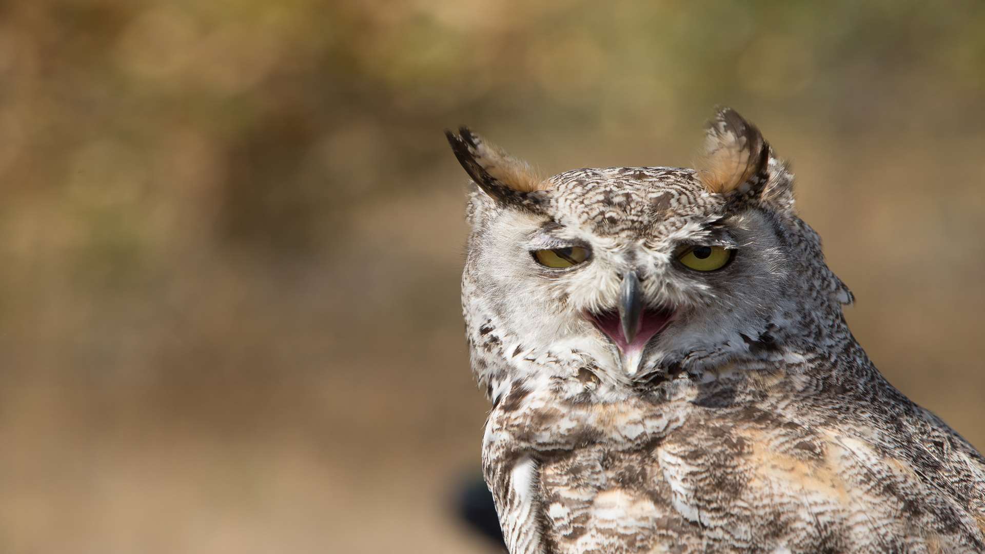 Get stuck in to an owl pellet dissection workshop at Betteshanger Country Park this half term