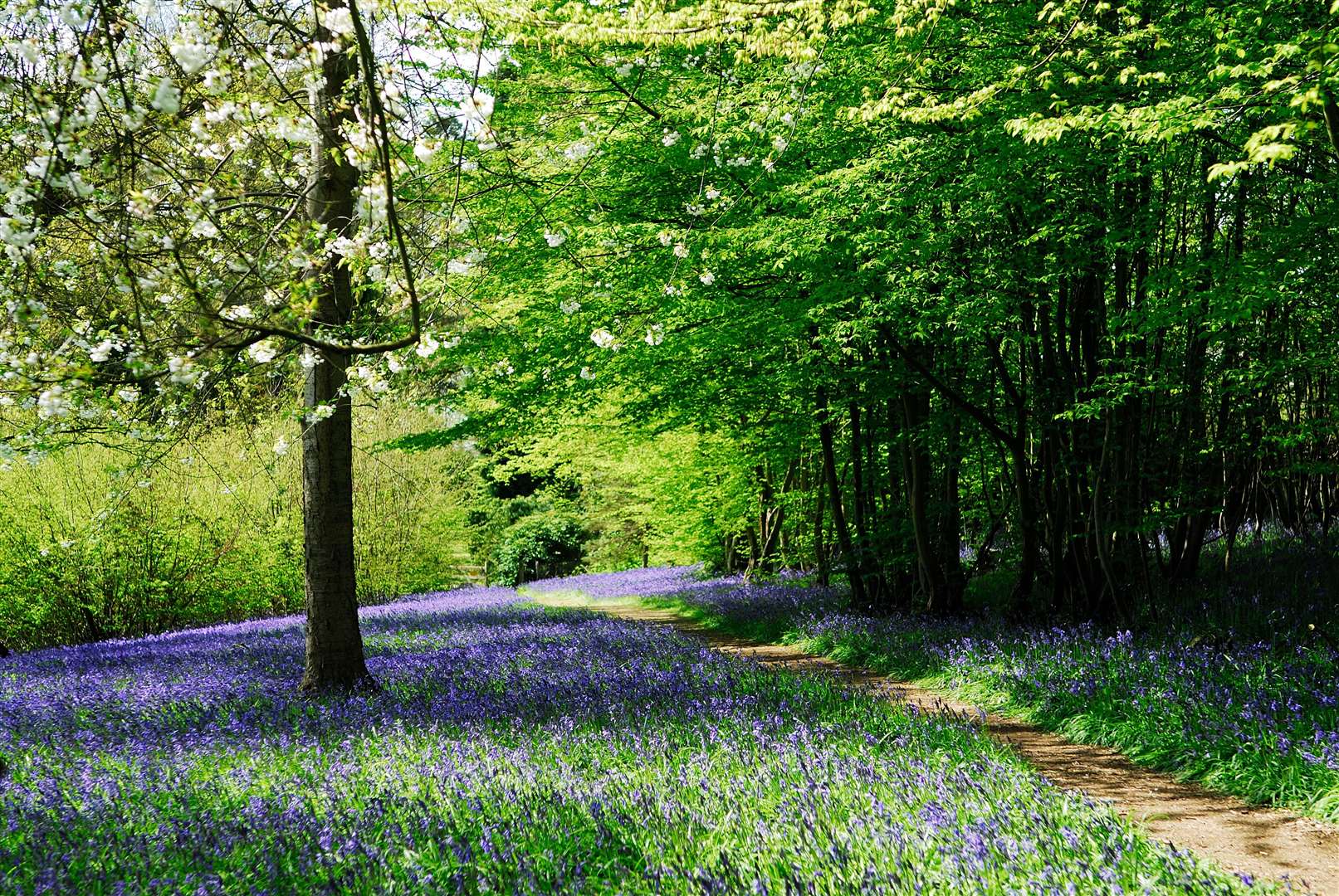 Take a leisurely walk through the bluebells this spring. Picture: Supplied by Hole Park