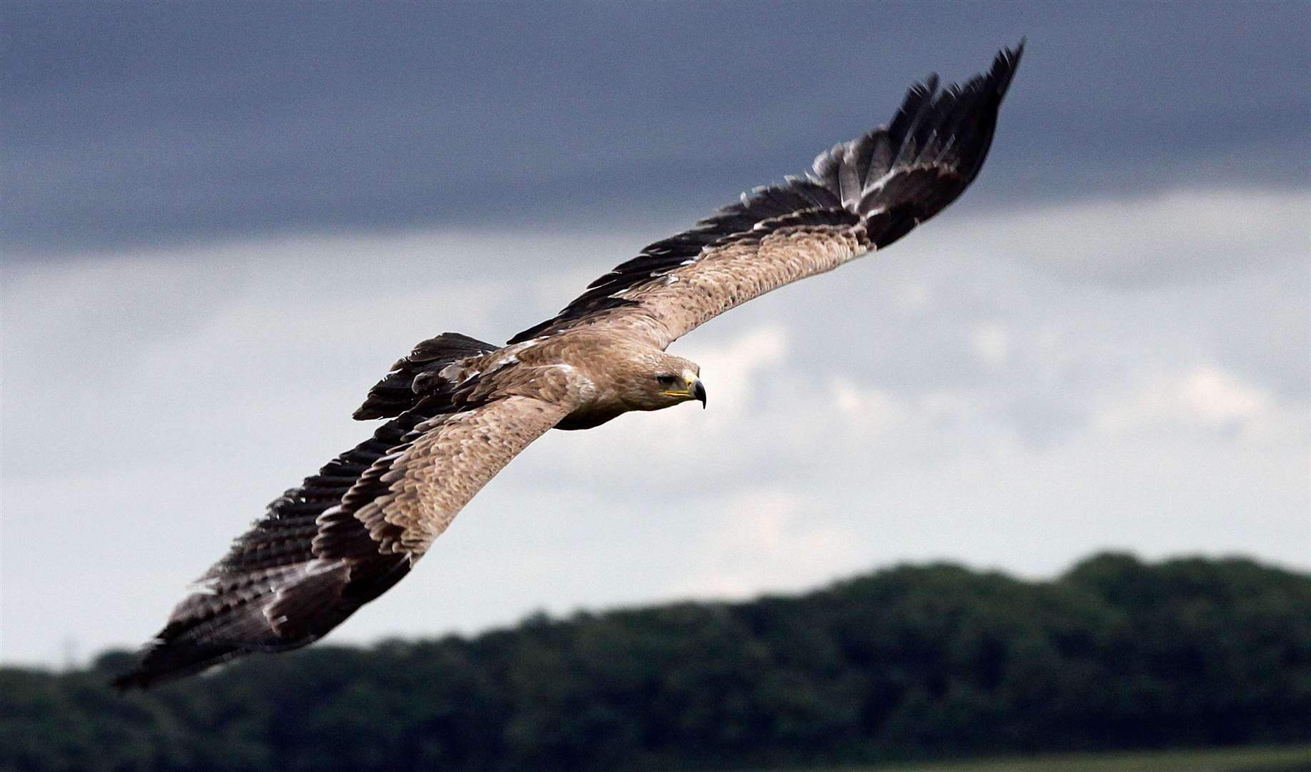 Some of the country’s largest wildlife parks and birds of prey centres can be found right here in Kent. Picture: Eagle Heights