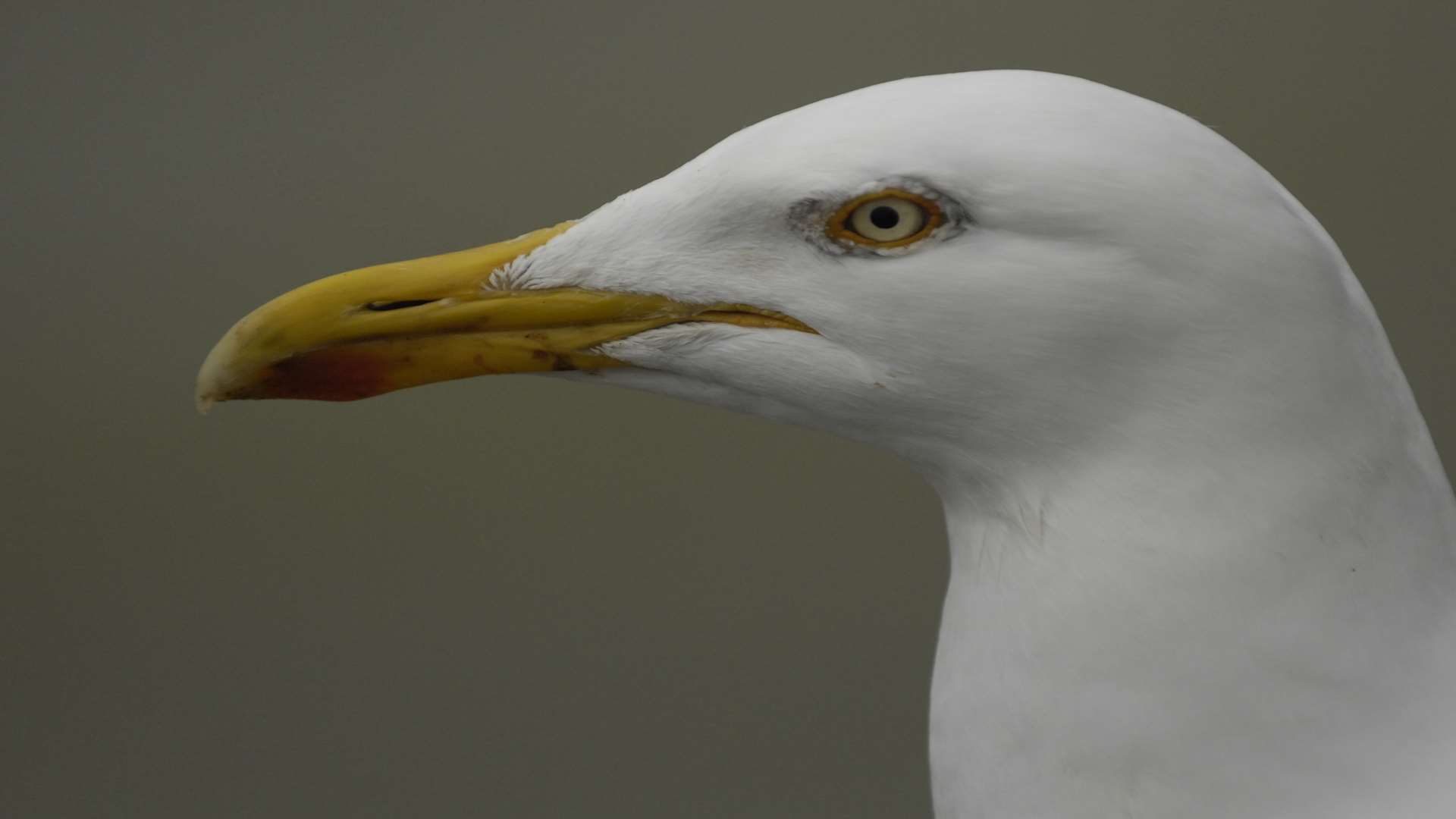 A seagull. Library image.