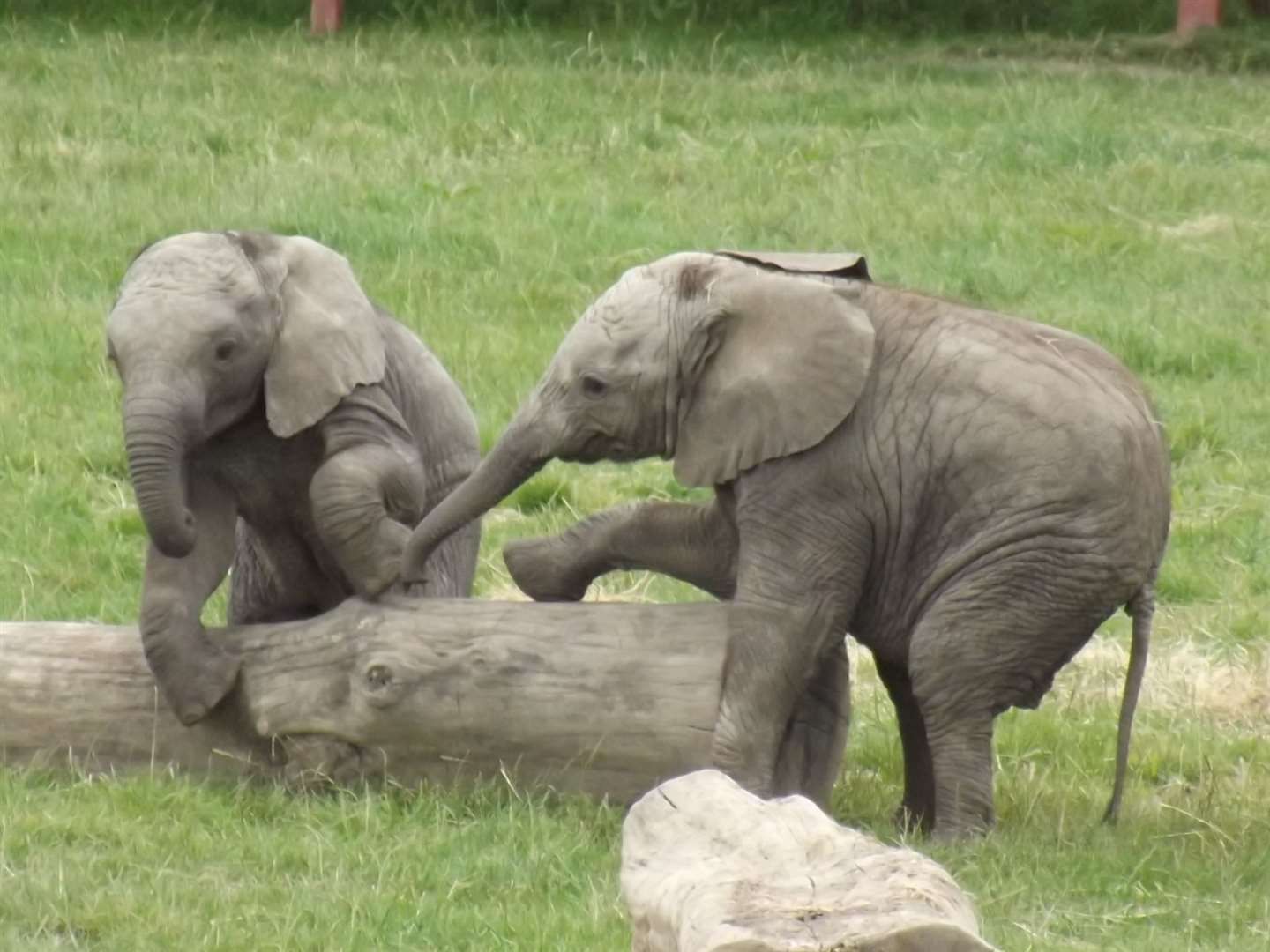 Howletts has the UK's largest elephant herd which currently includes two youngsters
