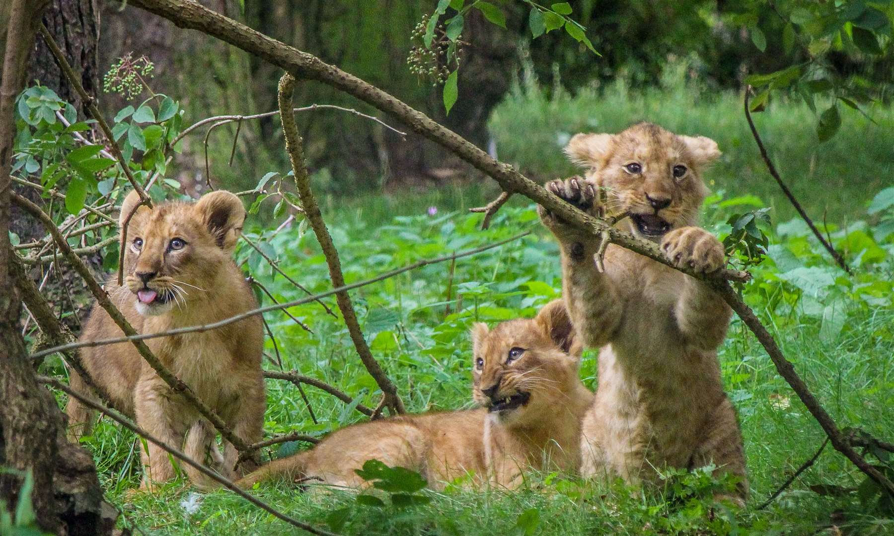 The trio of lion cubs. All pictures: The Aspinall Foundation (28828837)