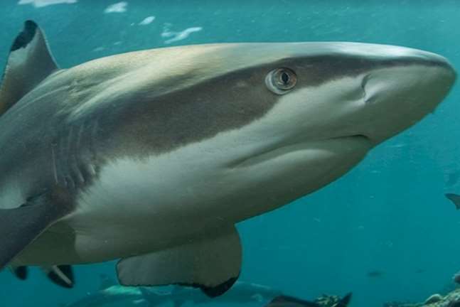 Sharks like this one swim above you in the ocean tunnel at SEA LIFE Brighton