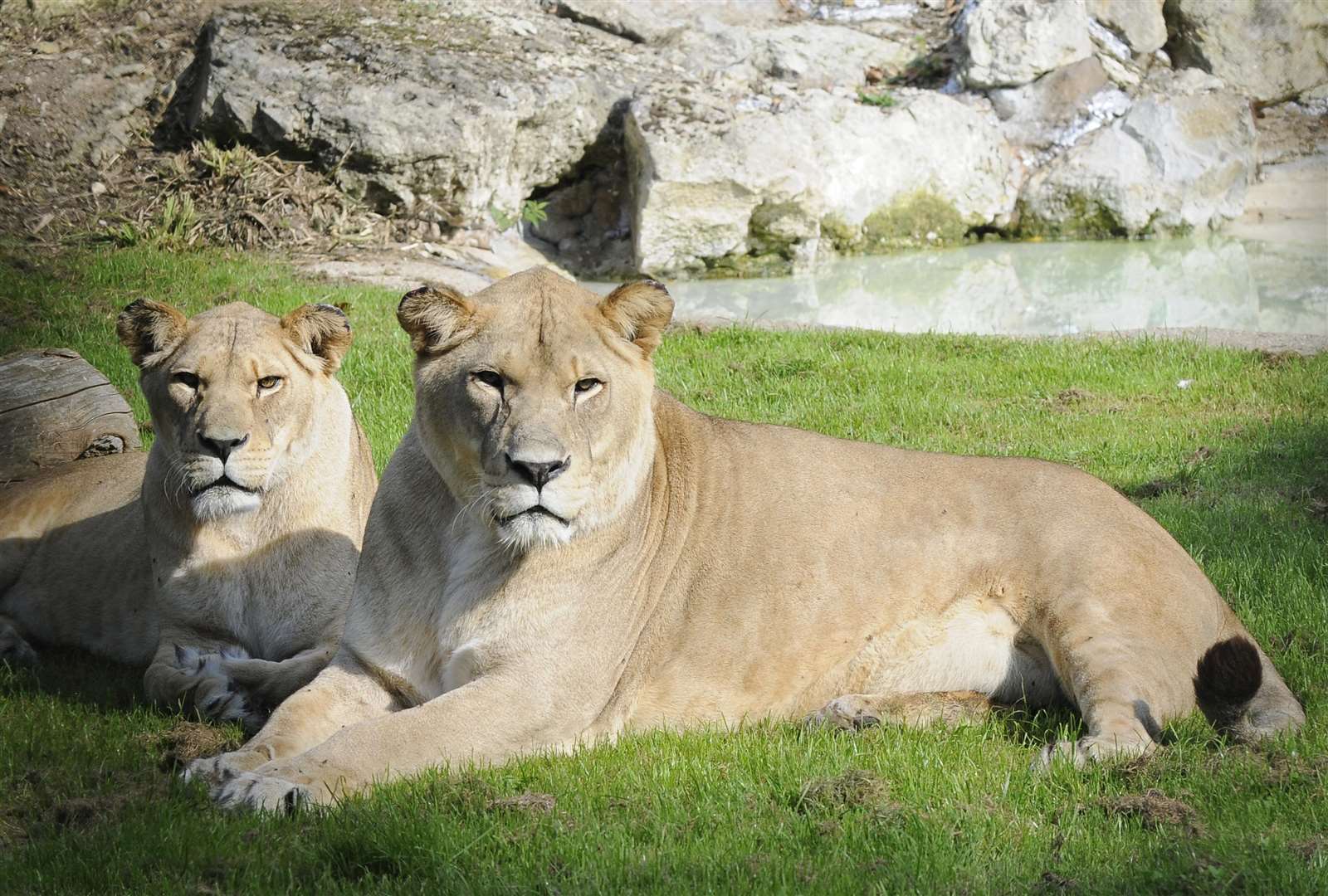 Barbary lions at Howletts