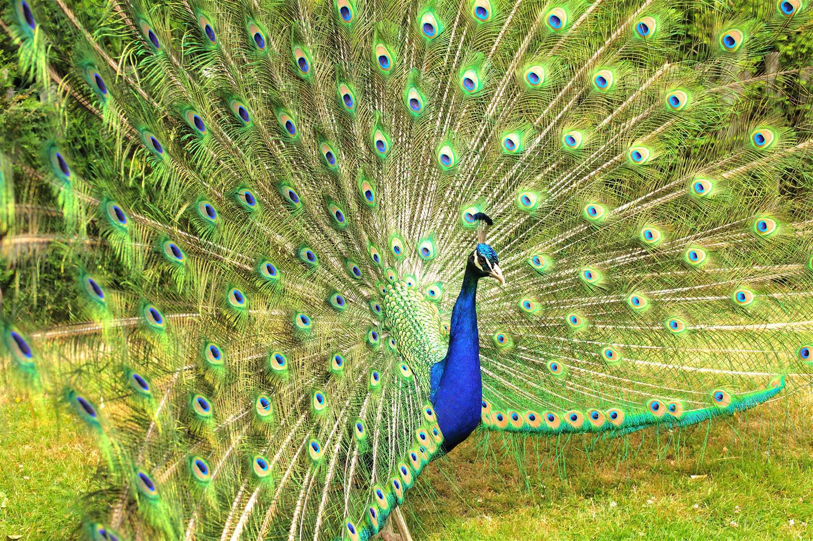 Some of the residents at Groombridge