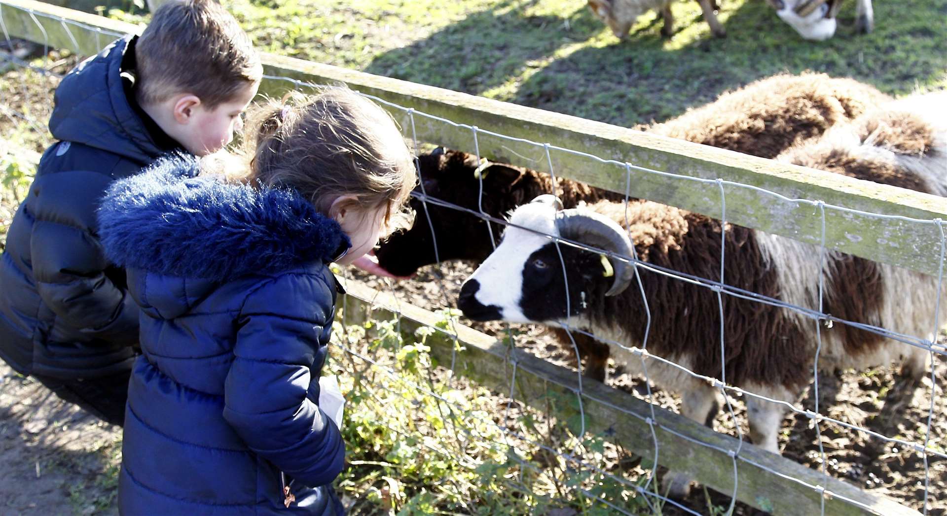 You could meet the animals at Kent Life