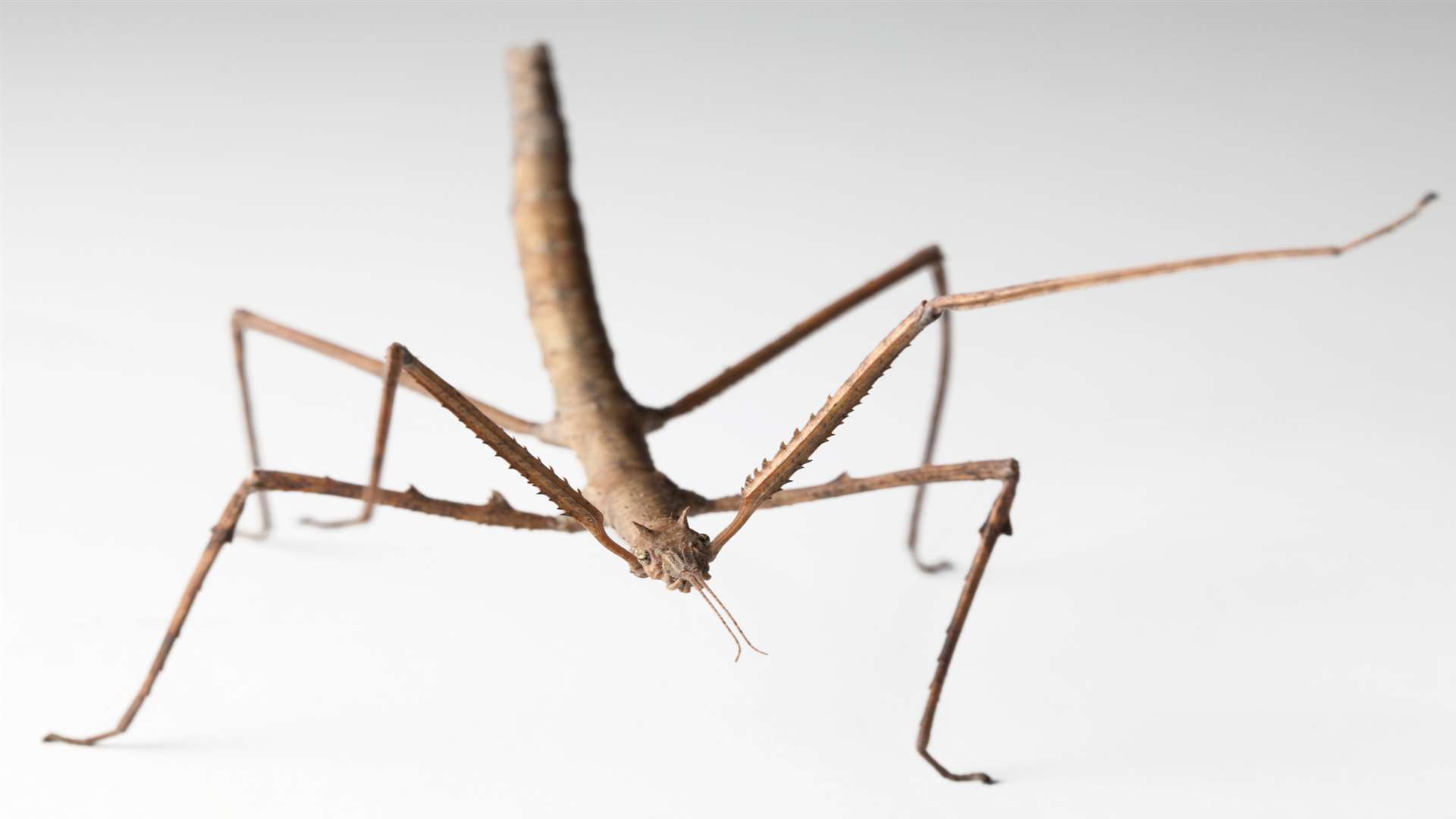 Stick insects will also be on show