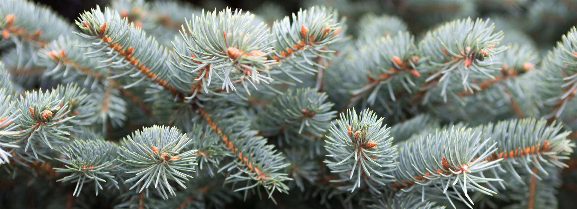 Check the needles on your tree before you make a final decision