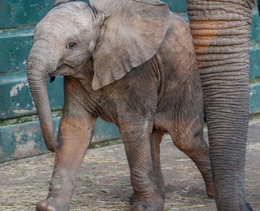 Nusu the baby elephant at Howletts