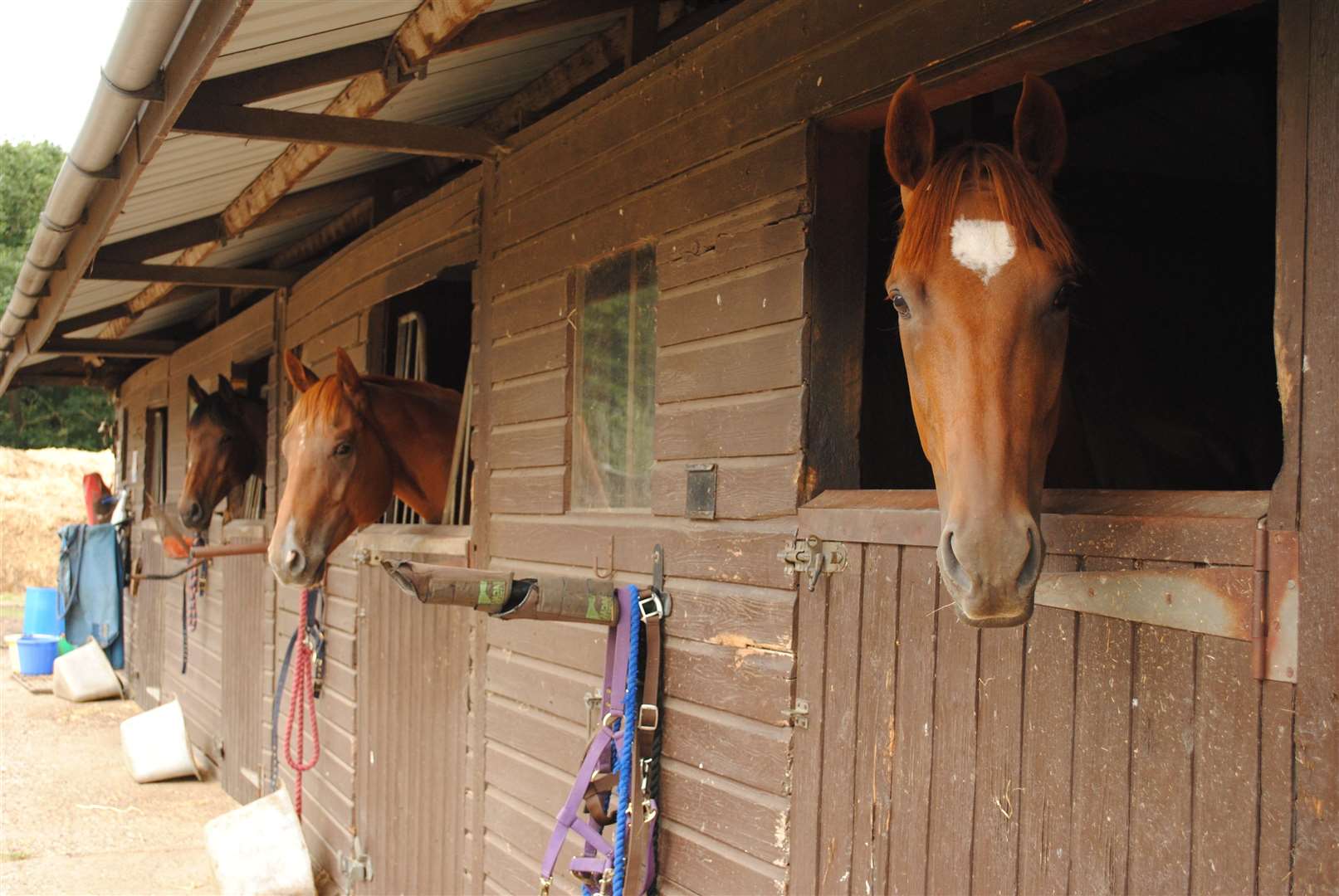 The British Horse Society has issues fresh guidance saying stables and livery yards can now reopen
