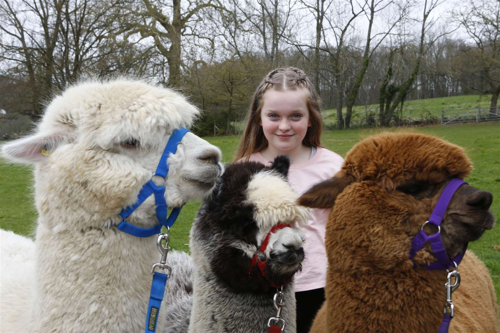 Meet the alpacas in Yalding