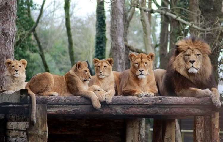 The animals parks in Kent reopening on Monday, April 12 including Howletts, Wingham and Port Lympne The animals parks in Kent reopening on Monday, April 12 including Howletts, Wingham and Port Lympne