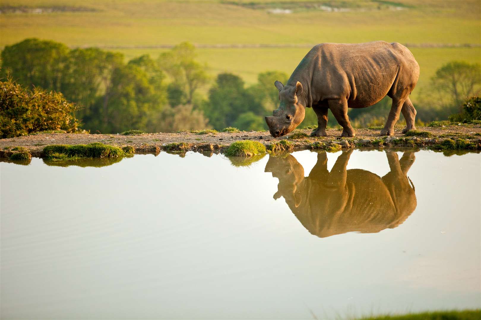 Port Lympne and sister park Howletts have regular online ticket deals