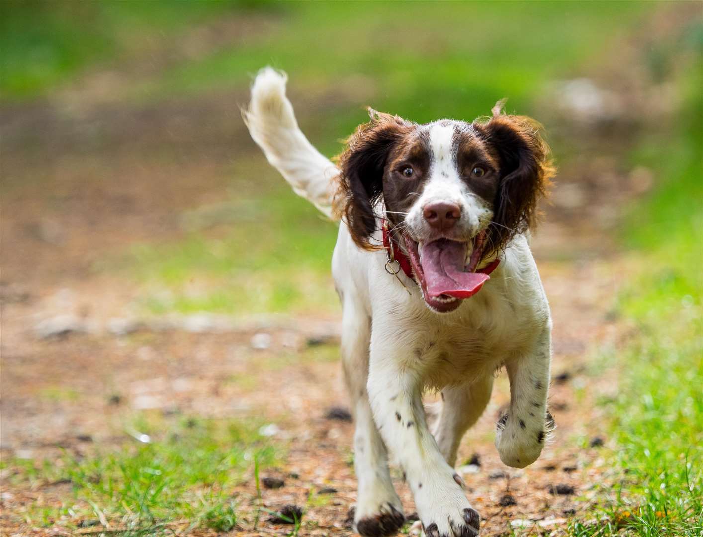 There's plenty of family fun at a dog show with agility and classes plus stalls and kids' games