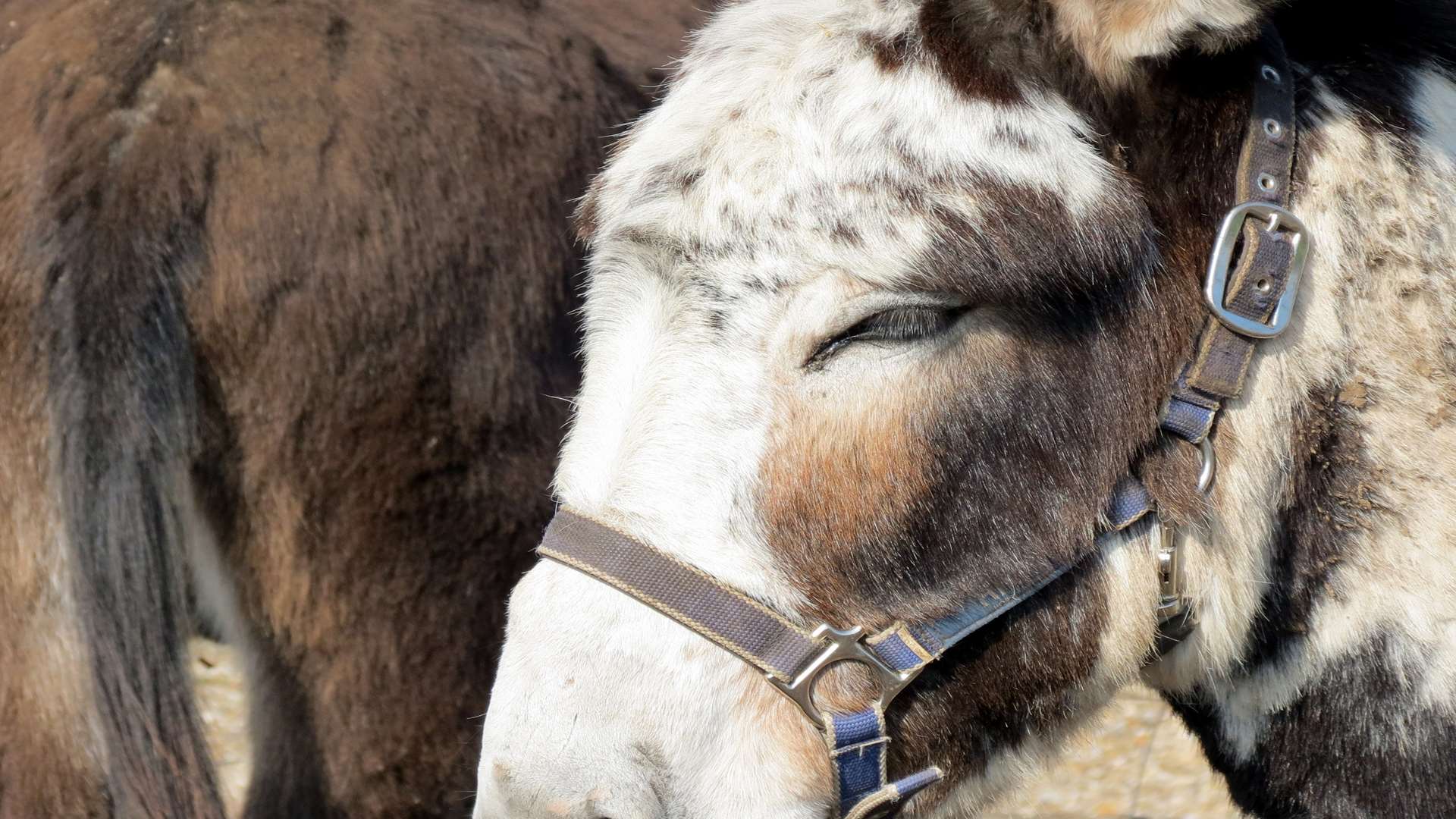 Donkey Day is part of the Easter activities at Betteshanger Country Park near Deal this holidays