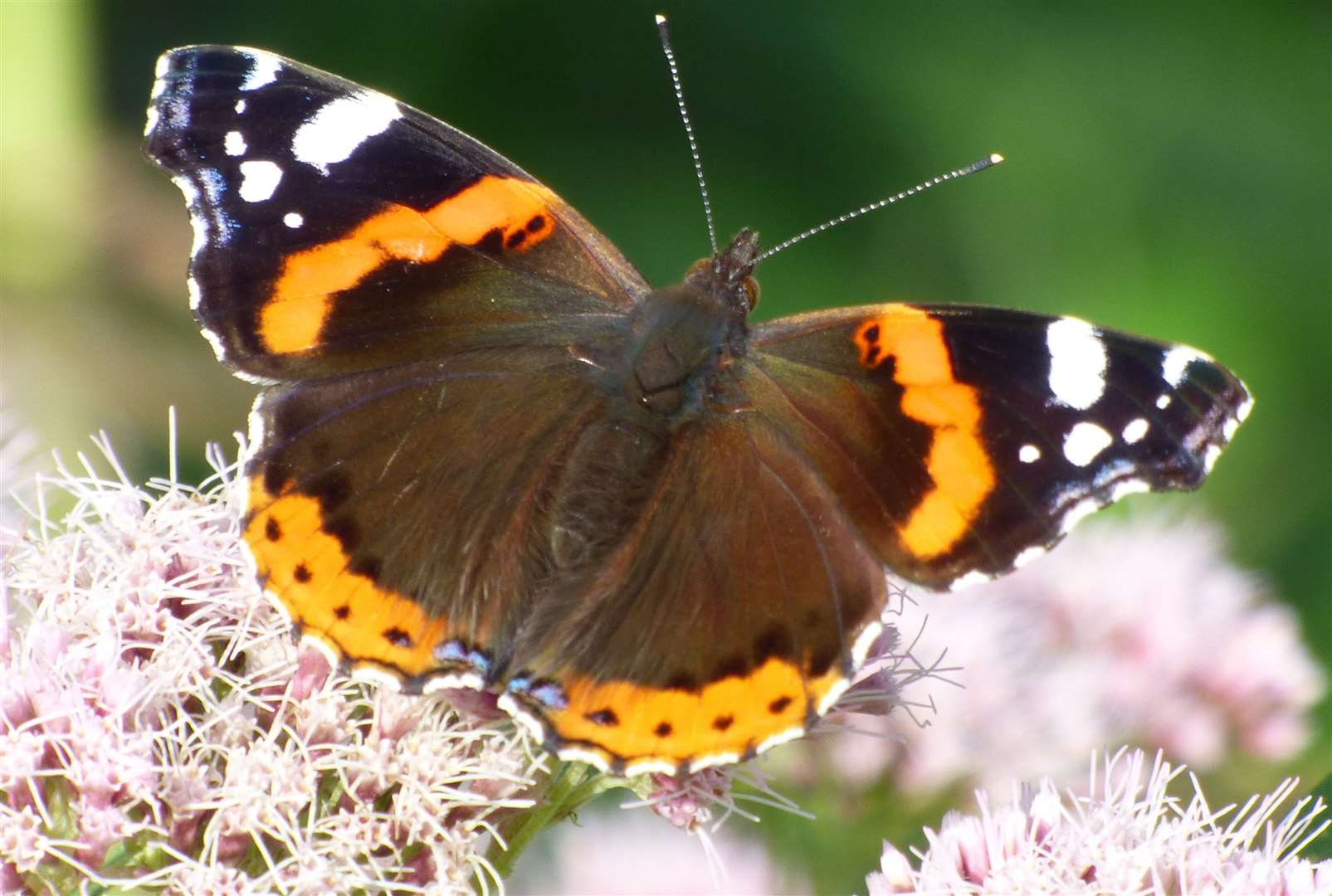 See the butterflies at Millbrook