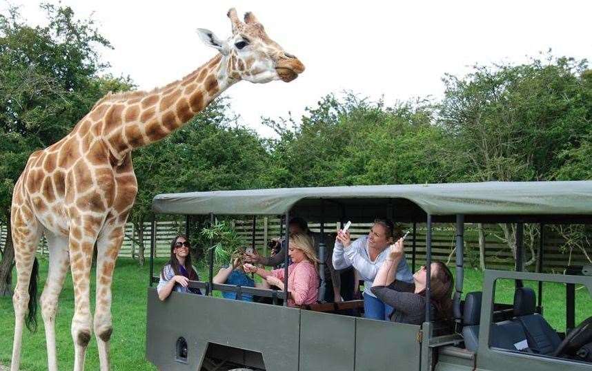 Save on animal encounters, safari experiences and entry tickets in the Port Lympne and Howletts Black Friday sale. Picture: Portlympne.com