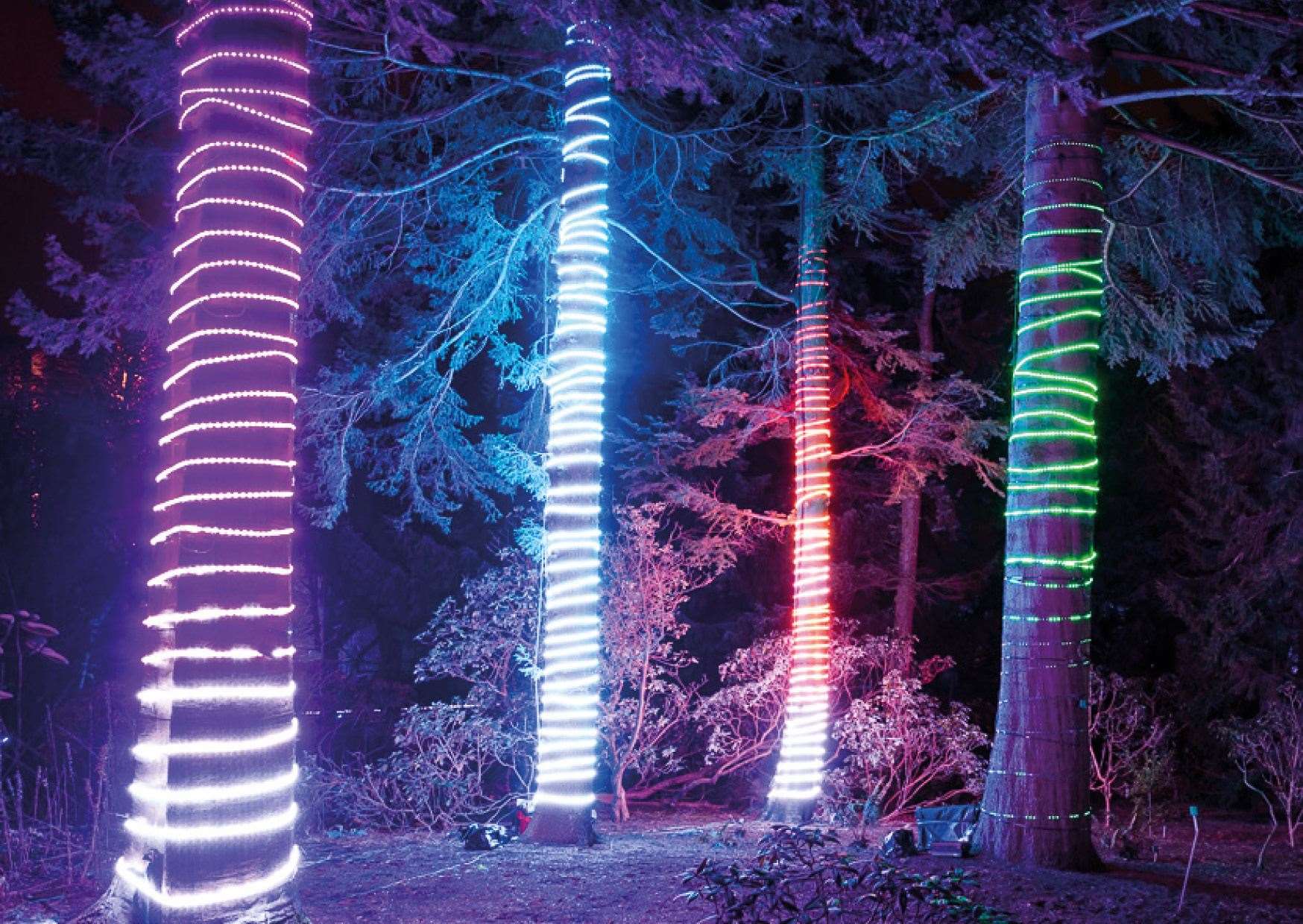 A forest of festive lights will greet visitors