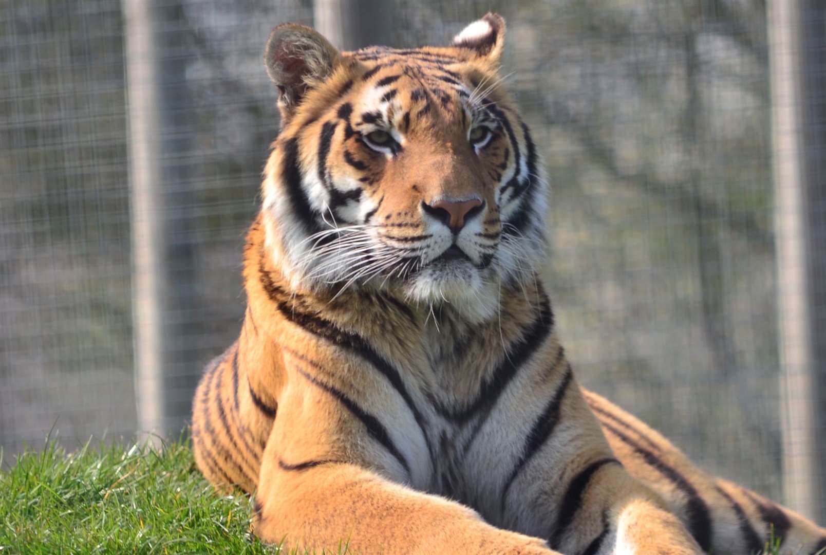 Tigers haven't seen the public since March. Pic: Rob Prior