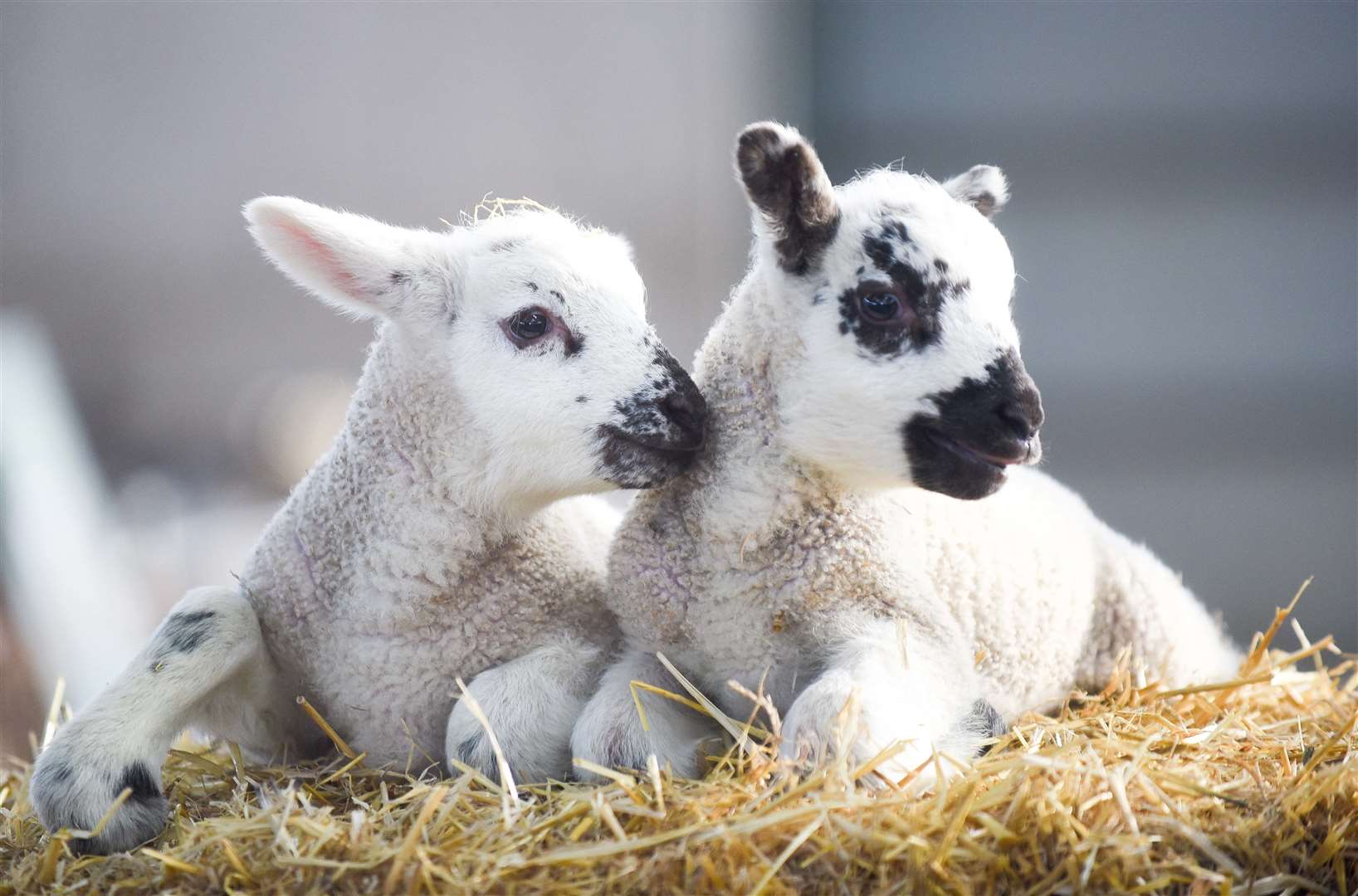 Meet the lambs at Hope Farm this Sunday
