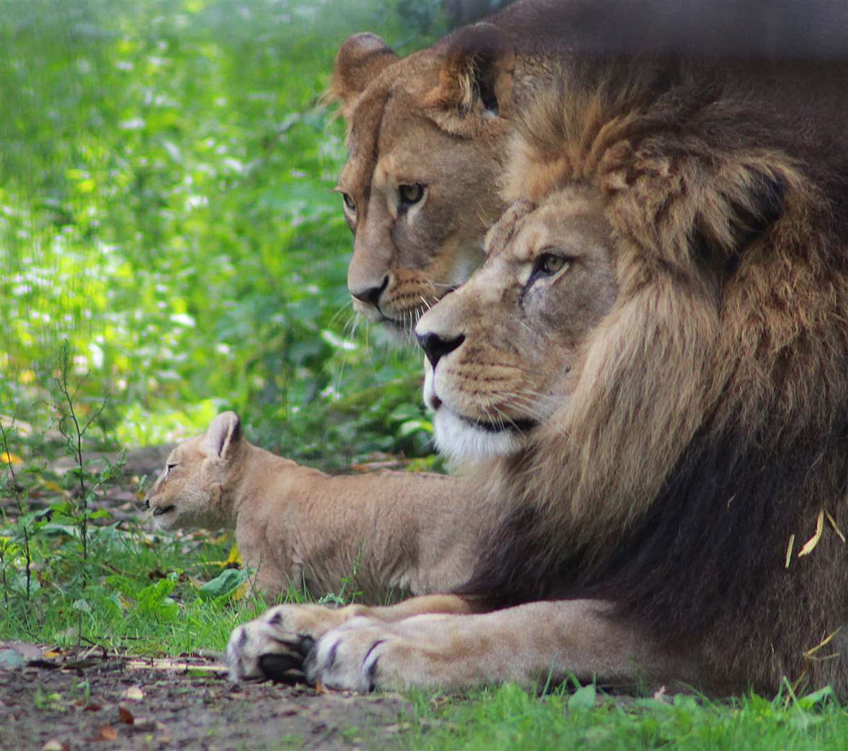 The new cubs with parents Adras and Oudrika