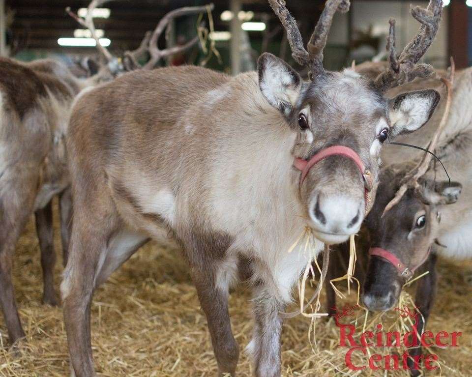 Visit Santa's helpers at The Reindeer Centre