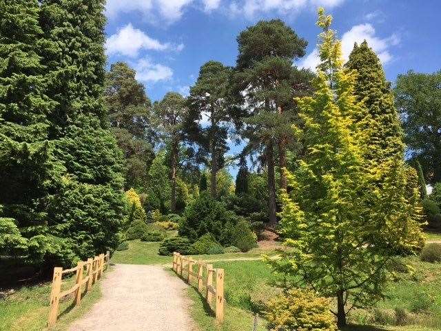 Bedgebury PInetum