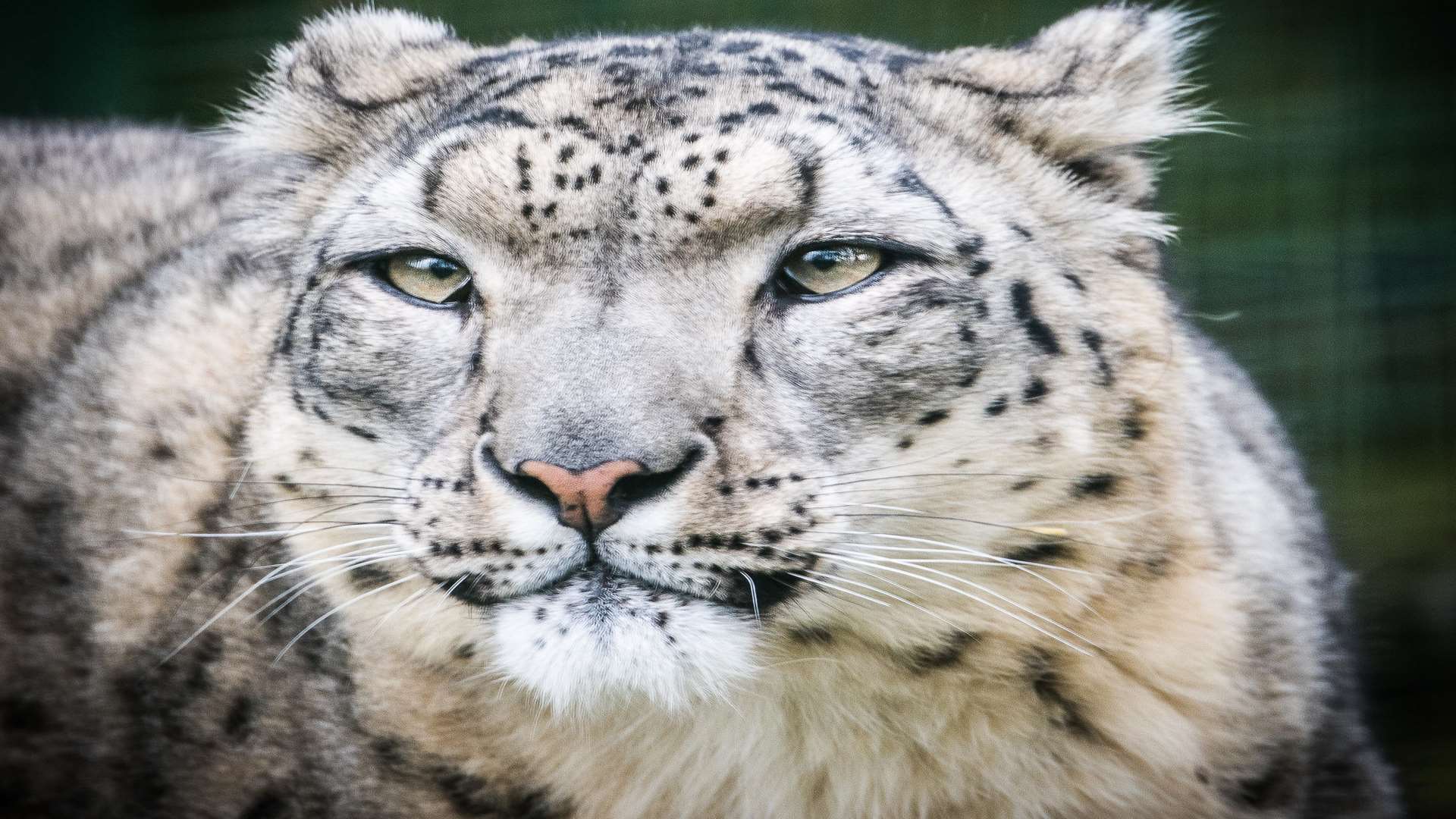 The Big Cat Sanctuary in Smarden