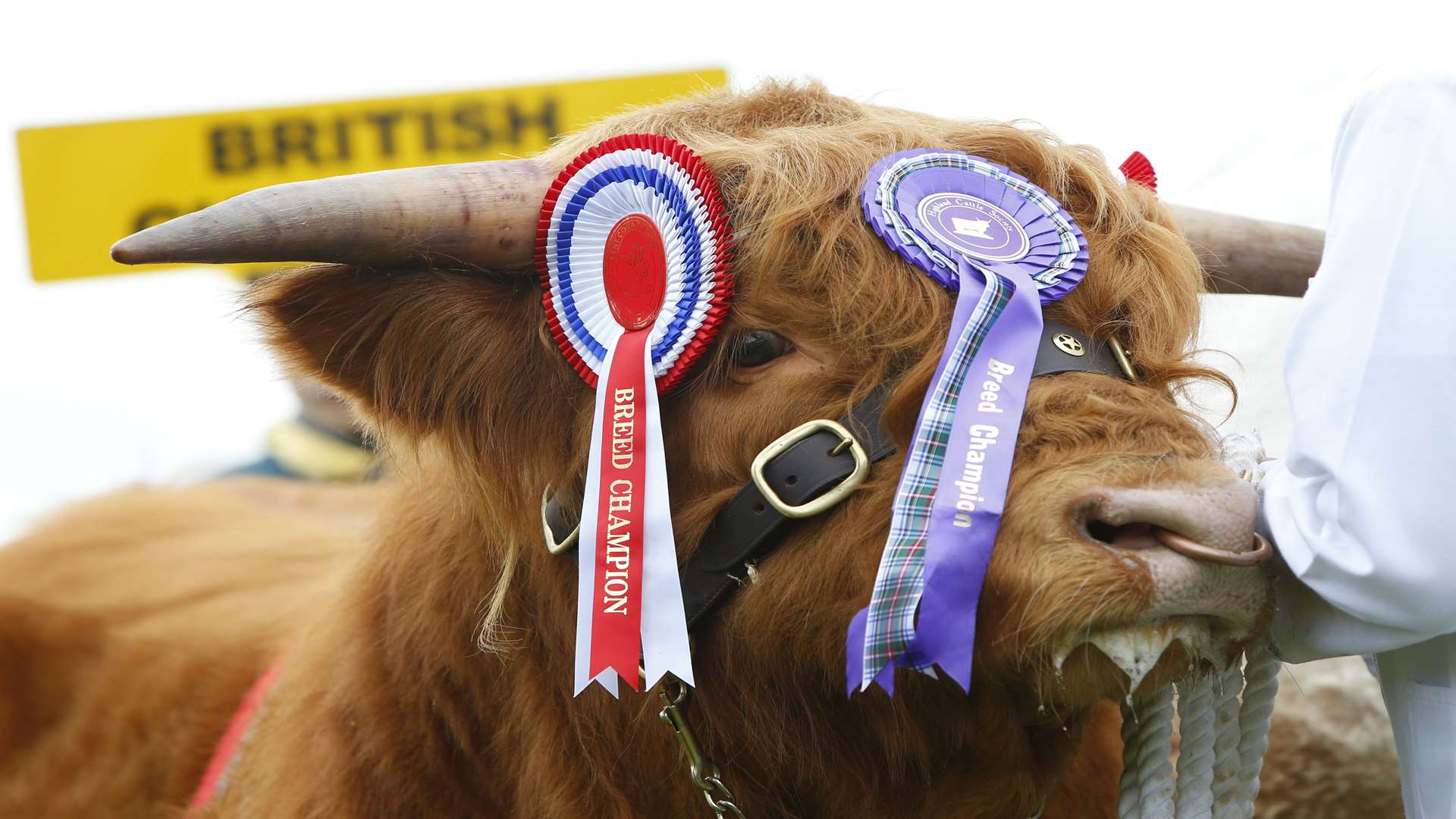 The Kent County Show celebrates agricultural and farming heritage