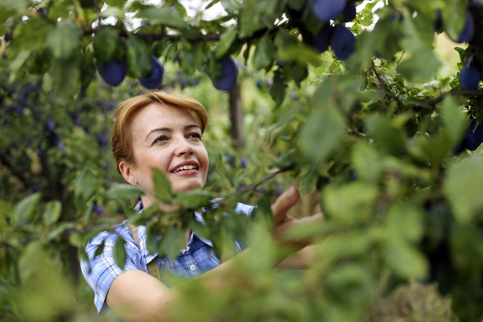 For the first time members will be able to pick plums from the Brogdale orchards in Faversham. Picture: iStock