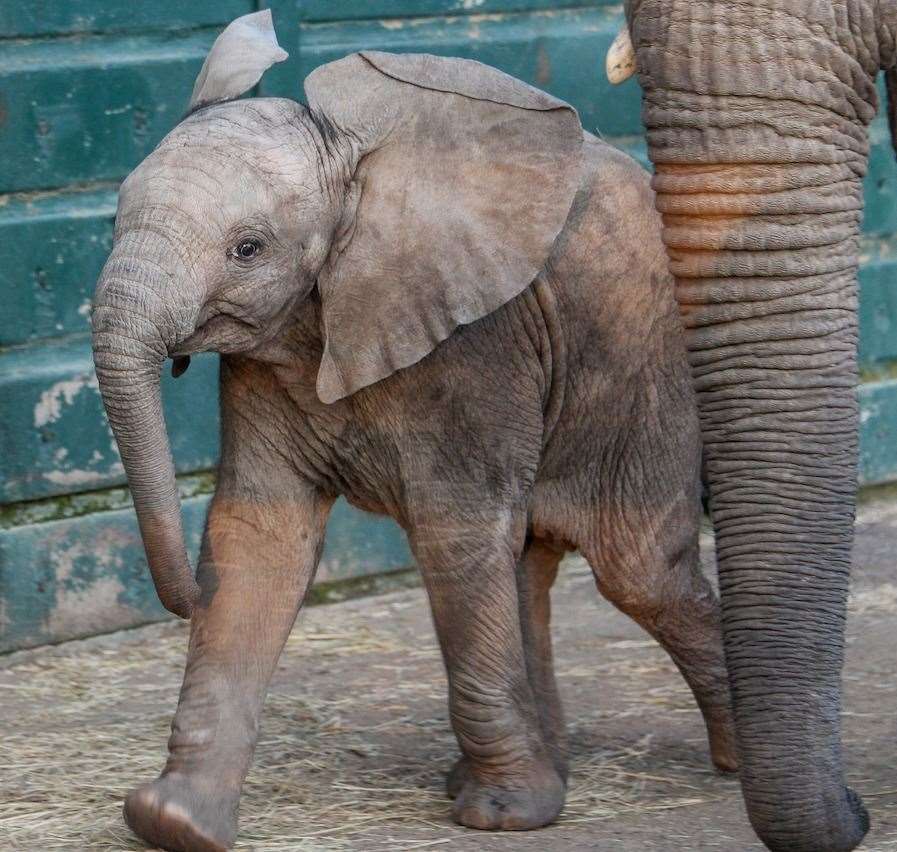 Nusu the baby elephant at Howlett's