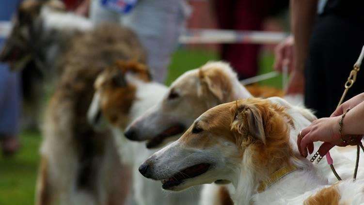 Kent Life Family Dog Show (2875283)