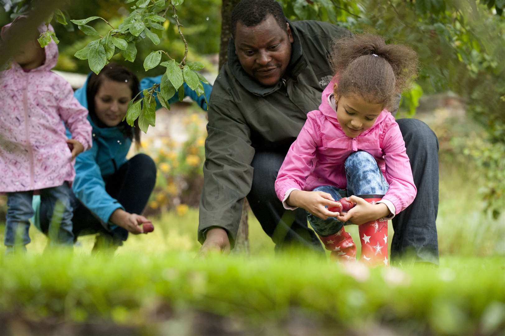 Family collecting apples in the garden at Bateman's, East Sussex.. (45701331)