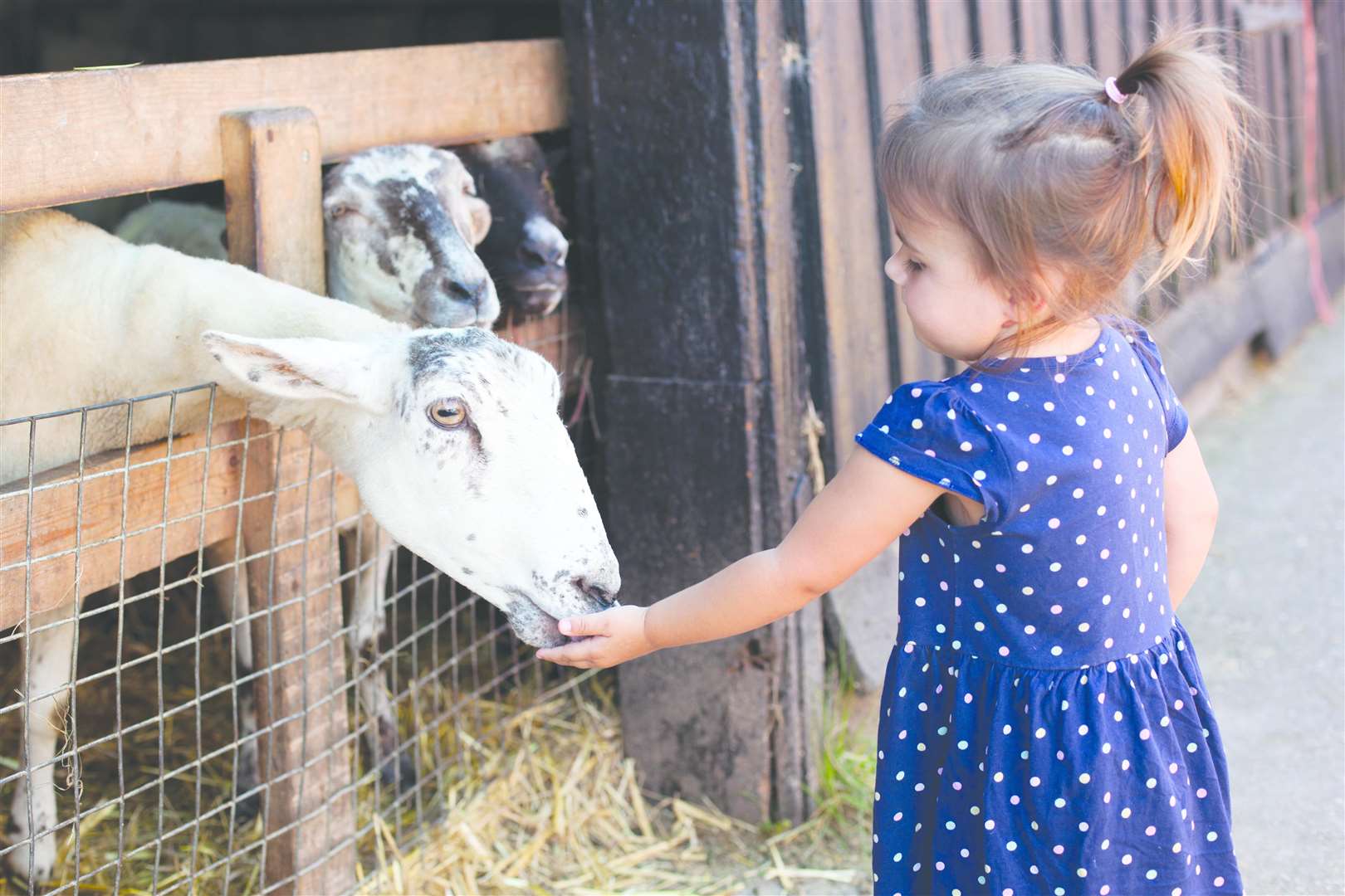 Meet the animals at Kent Life