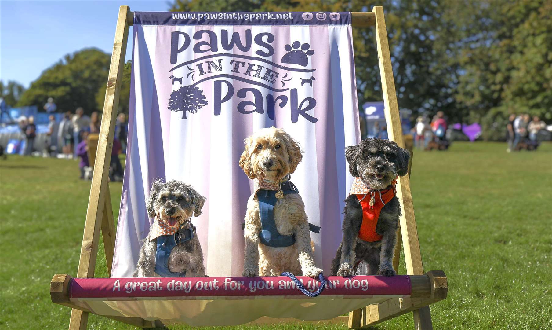Paws in the Park will see all sorts of breeds take part in the two-day dog show. Picture: Rachel Evans