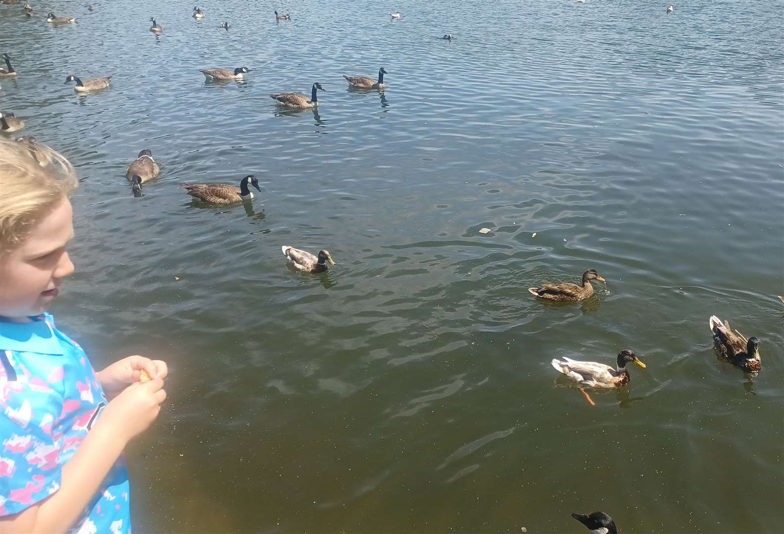 Feeding the ducks and geese