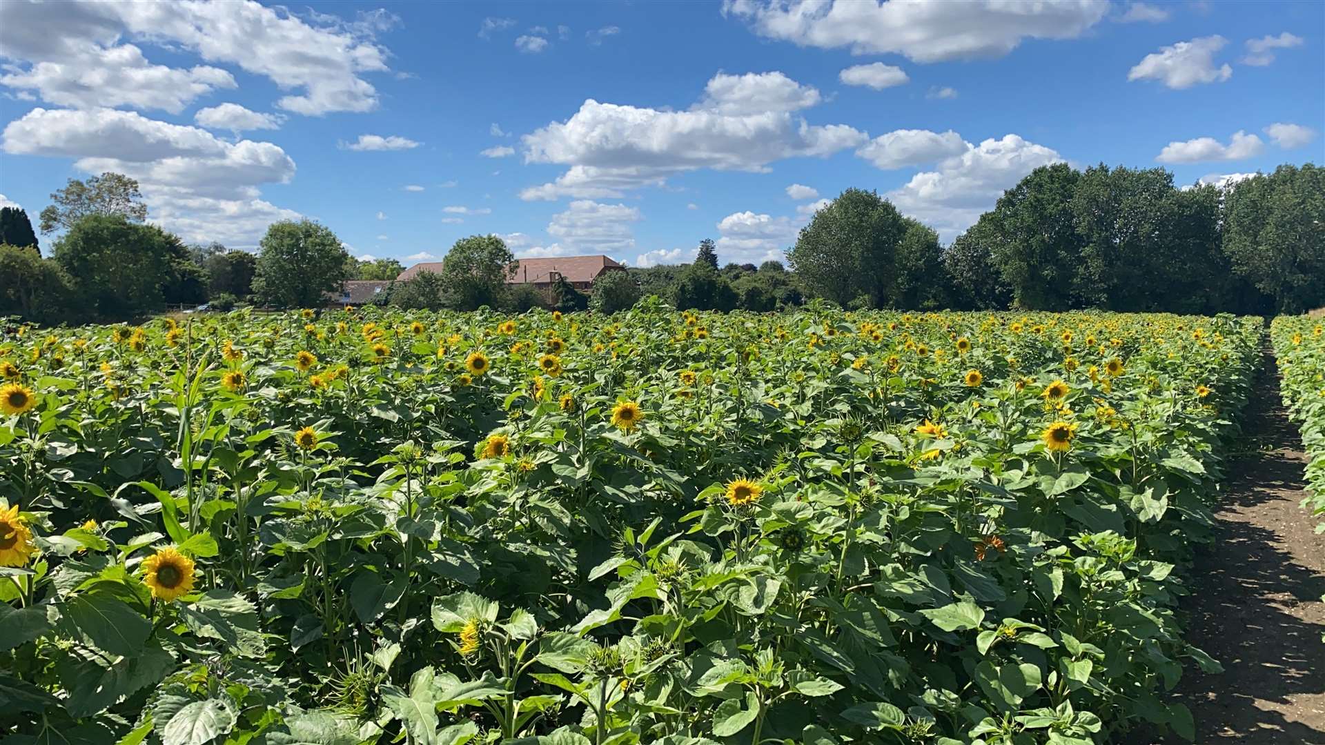 The Sunflower Patch at Pumpkin Moon