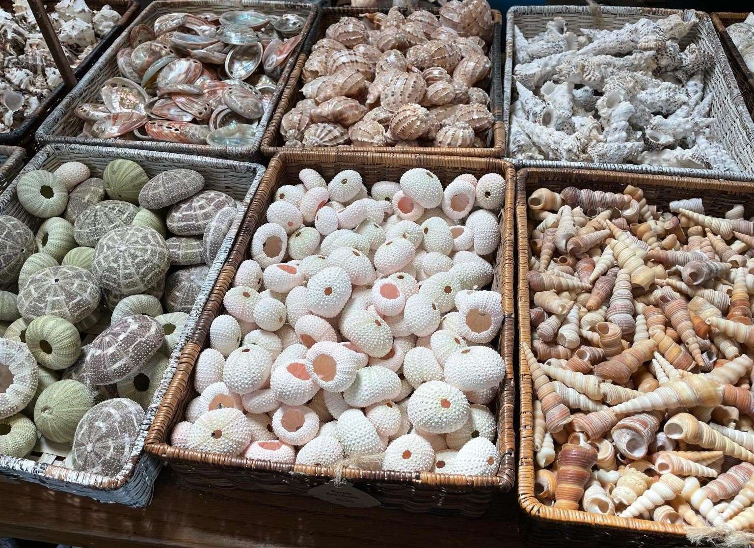 In the Shell Grotto shop