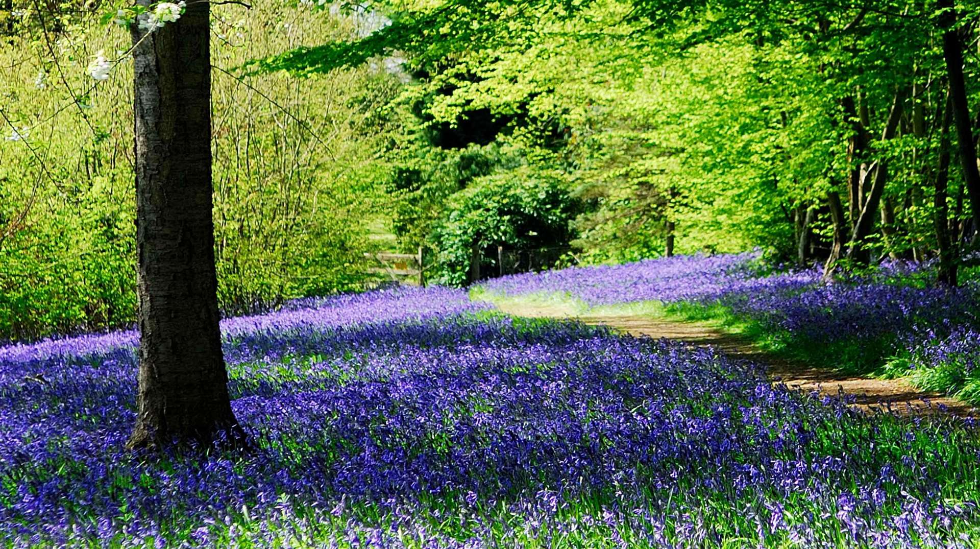 The flowers take around five years to grow from seed, and between four to six years to regrow once damaged. Picture: Supplied by Pennington PR