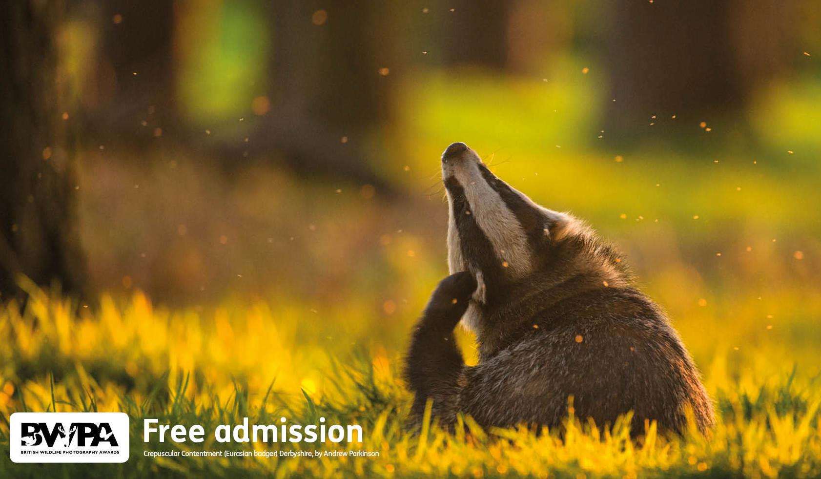 British Wildlife Photography Awards at The Beaney. Image credit: Crepuscular Contentment (Eurasian badger) Derbyshire, by Andrew Parkinson