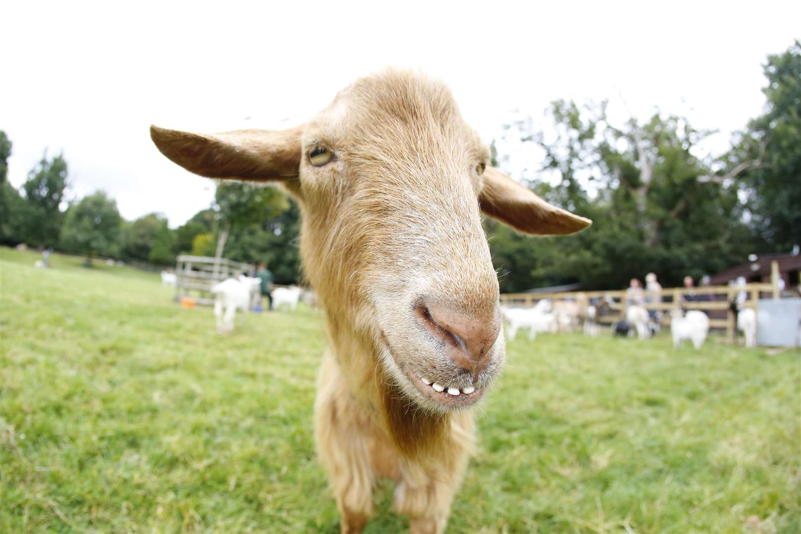 Meet and feed the goats and help support the sanctuary care for them