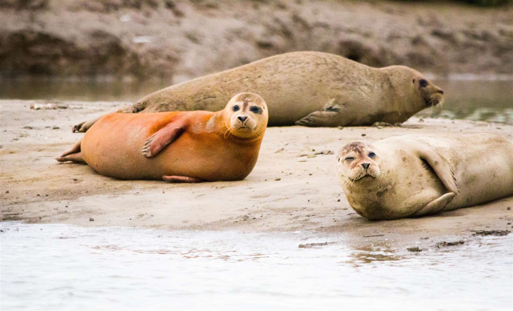 Seal and wildlife watching trips will take place throughout the summer. Picture: Victoria Sutherland/Kent Wildlife Trust