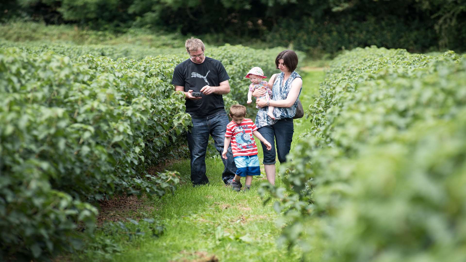 Families can see Ribena blackcurrants being harvested