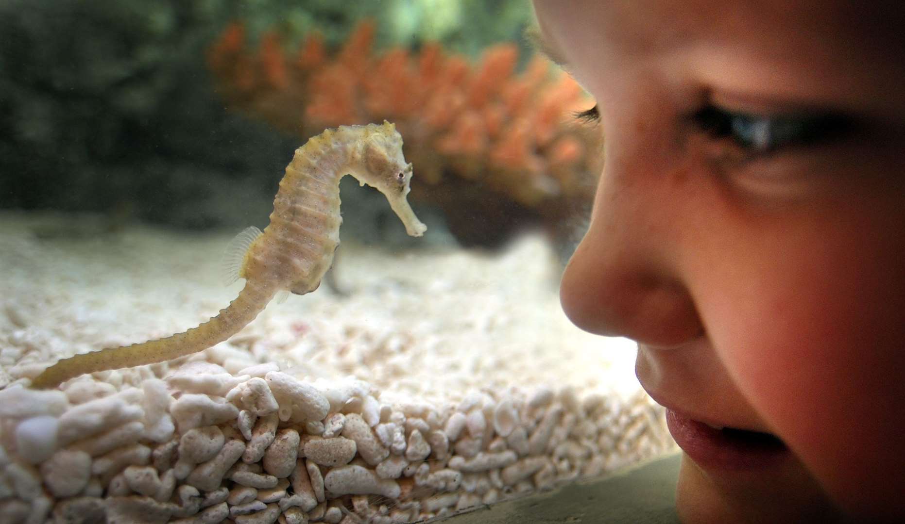 Sea Life aquariums are popular family attractions