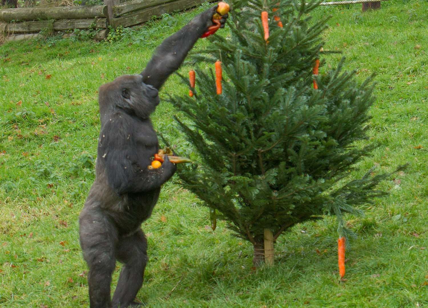 The gorillas enjoying Christmas at Port Lympne last year