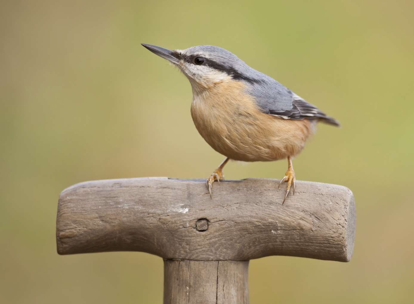 Keep your eyes peeled for a nuthatch