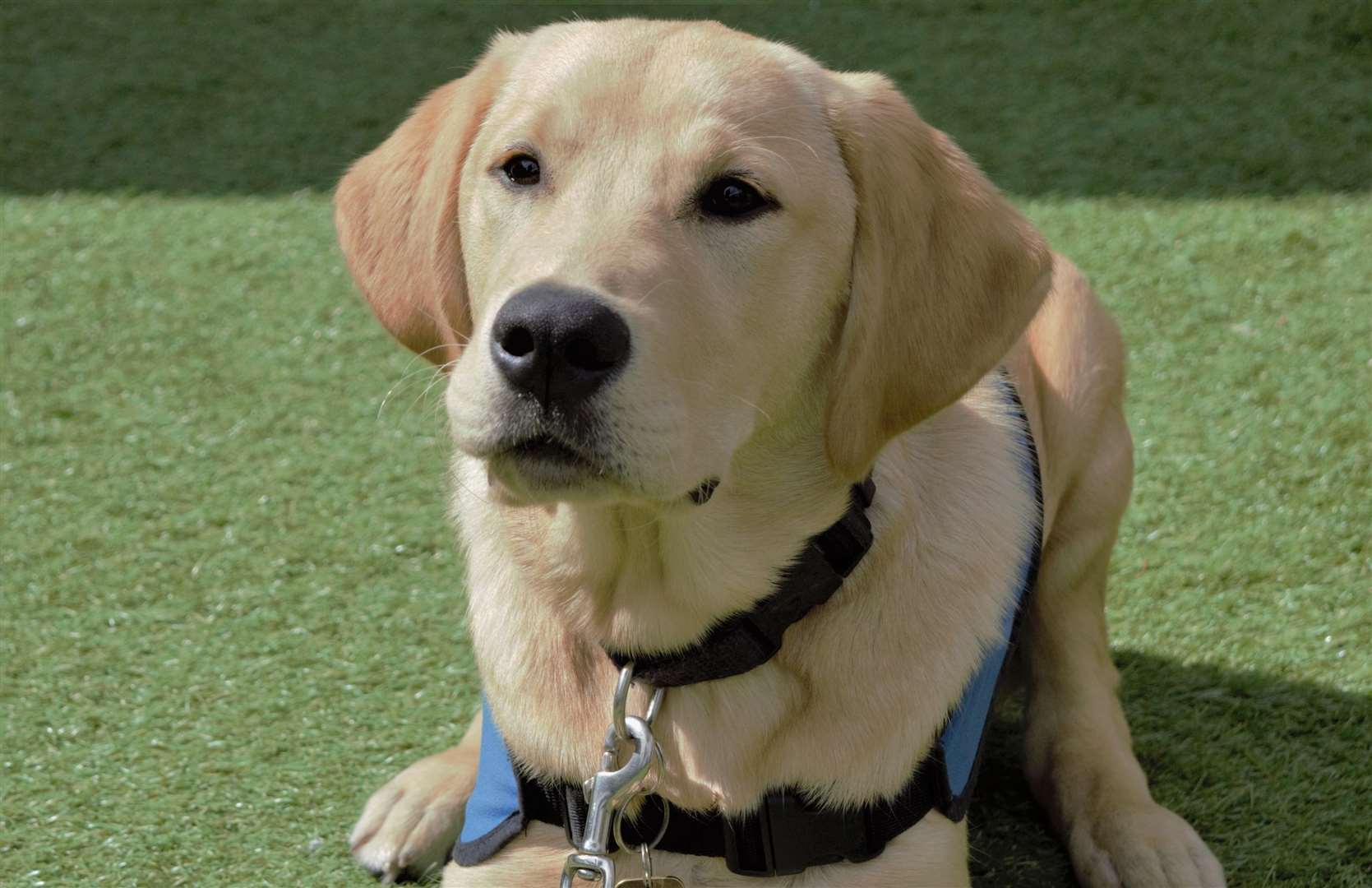 The dog show will be raising money to support guide dogs and their owners